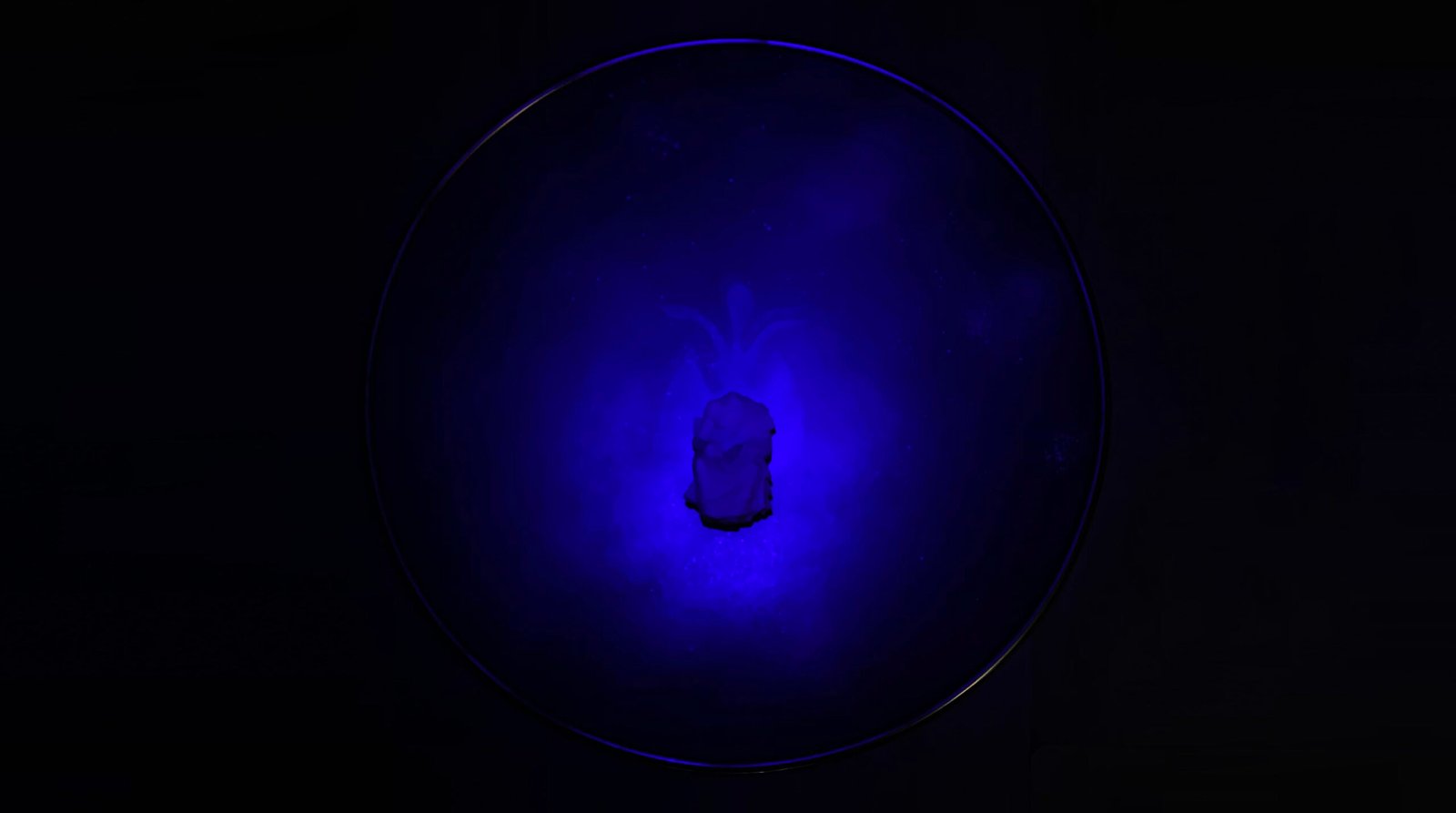 UV LIGHT